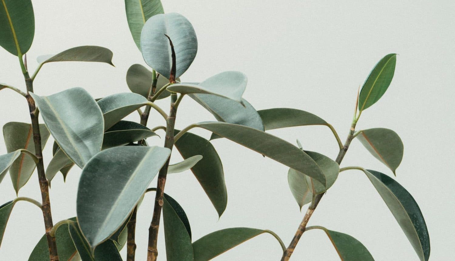 Artificial Plant